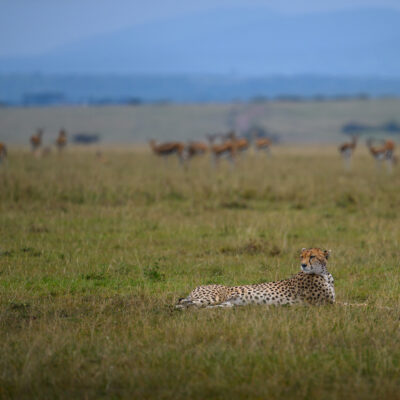 Acinonyx jubatus (Cheetah) resting in Siana