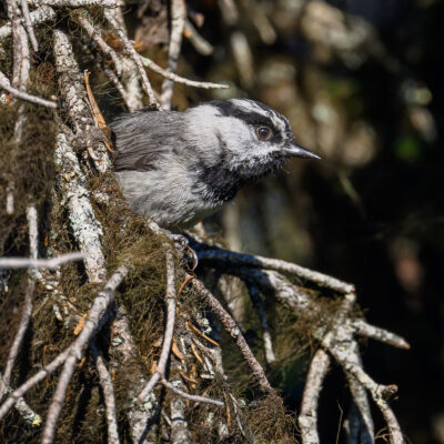 A small gray and white chickadee with a black cap and bib perches on a moss and lichen-covered branch in a forest setting.