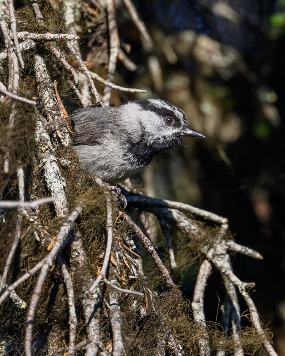 A small gray and white chickadee with a black cap and bib perches on a moss and lichen-covered branch in a forest setting.