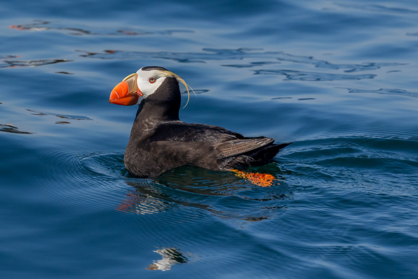 A black and white puffin with an orange bill holds several small fish in its beak while floating on blue ocean water.