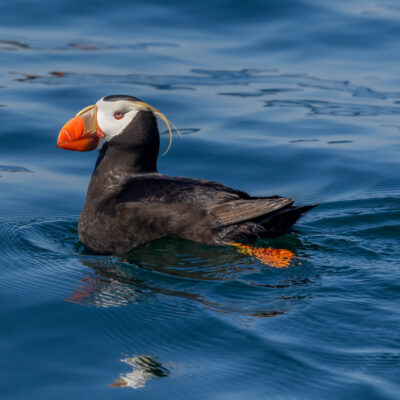 A black and white puffin with an orange bill holds several small fish in its beak while floating on blue ocean water.
