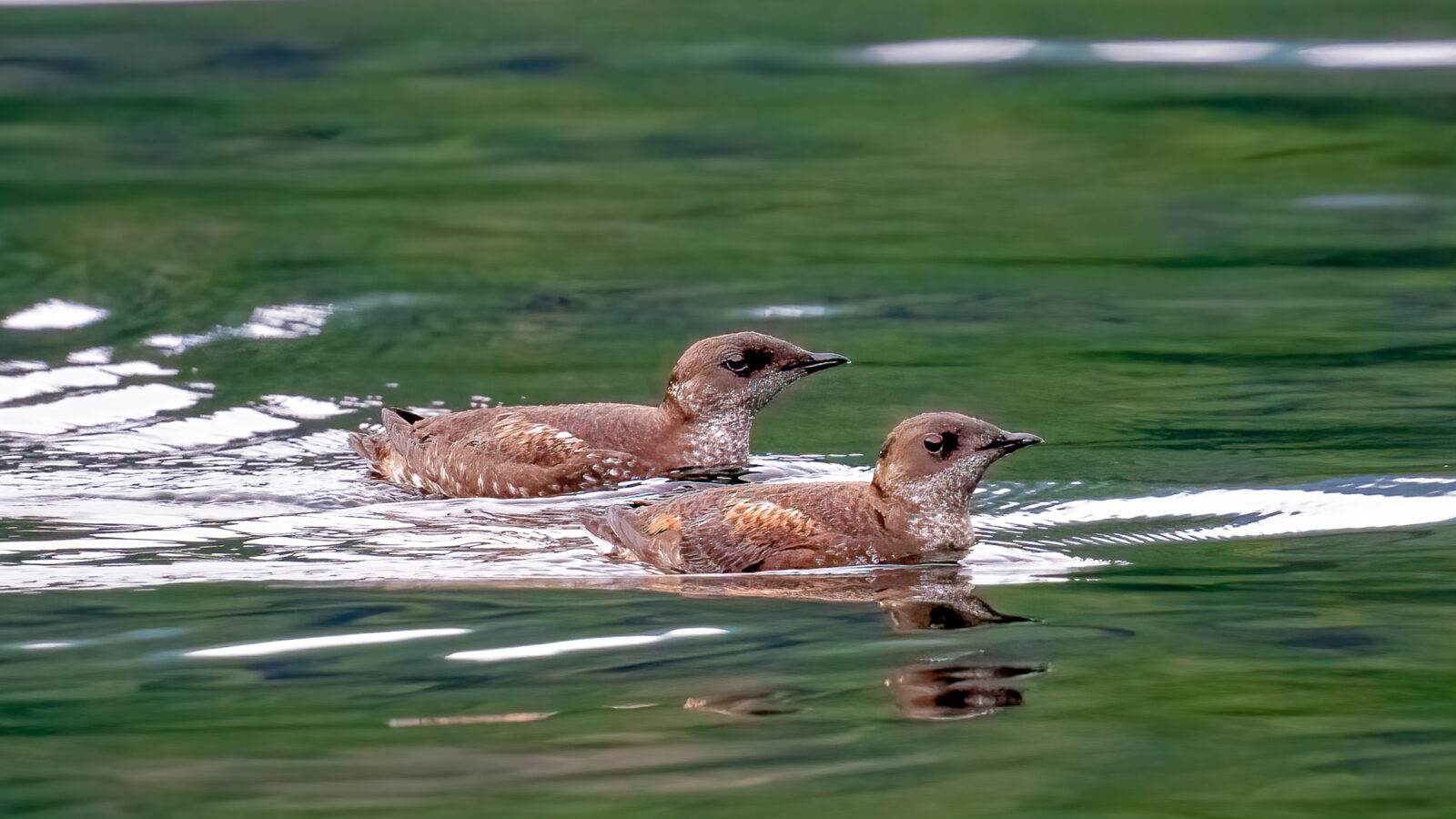 Two brown and white seabirds float side by side on calm green water in daylight.