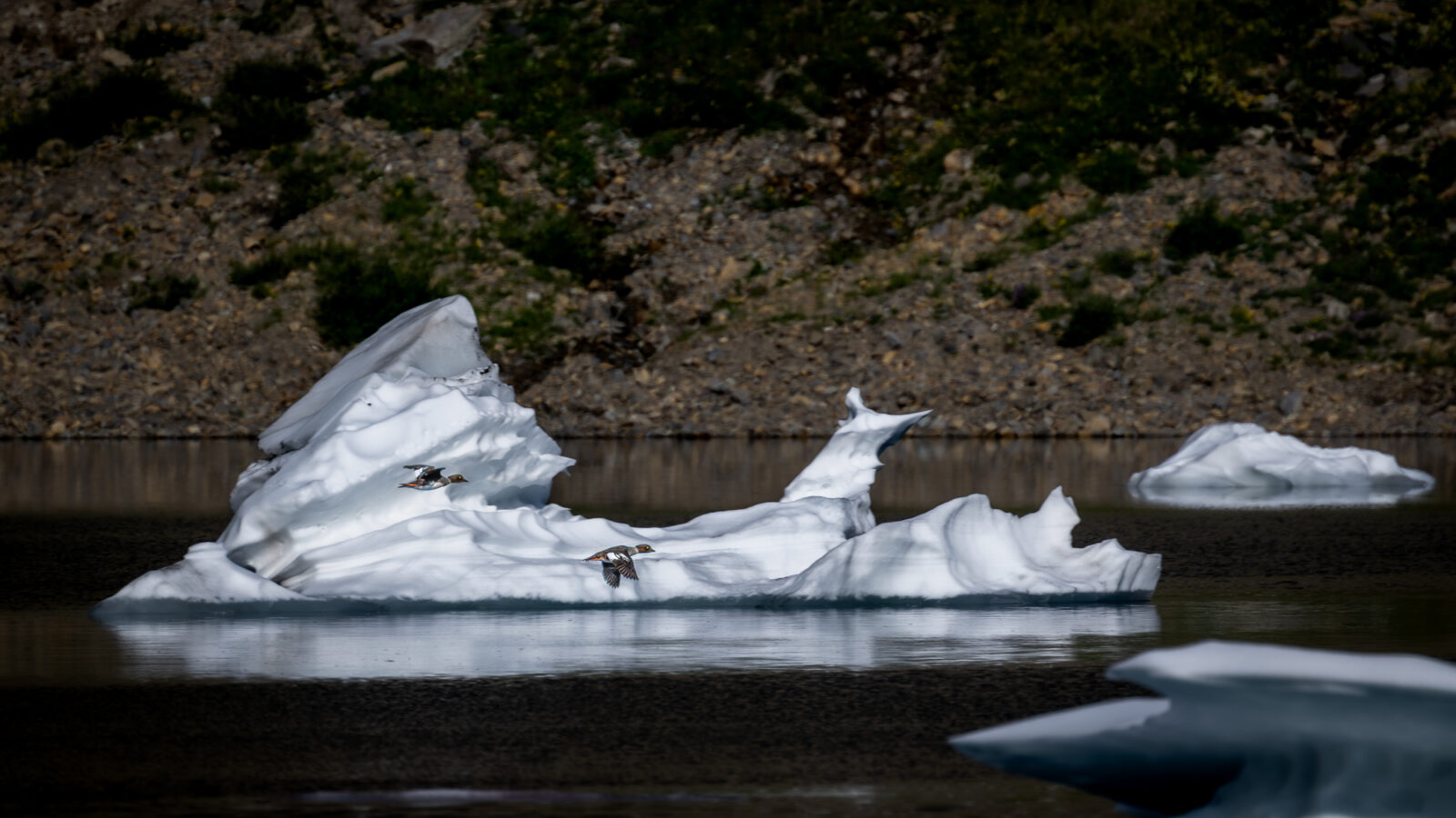 Two small ducks in flight over a dark glacial lake with white icebergs, rocky shoreline and evergreen forest visible in the background.