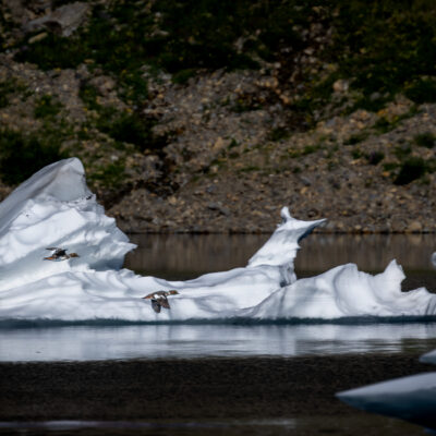Two small ducks in flight over a dark glacial lake with white icebergs, rocky shoreline and evergreen forest visible in the background.