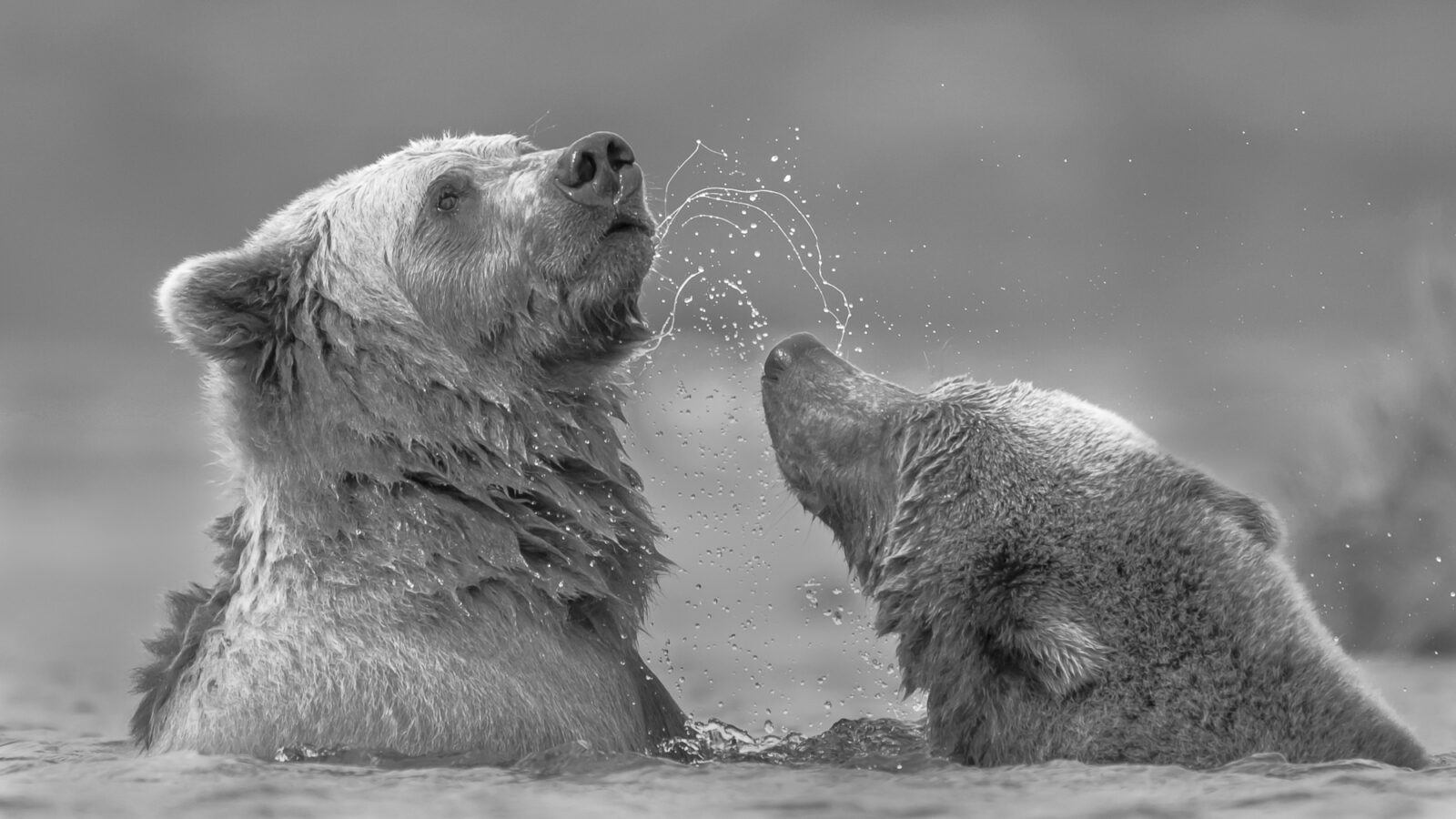 Two young grizzly bear cubs play fighting in shallow water, with water and spray splashing around them against a gray sky.