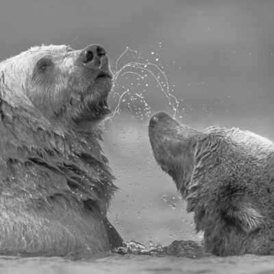 Two young grizzly bear cubs play fighting in shallow water, with water and spray splashing around them against a gray sky.