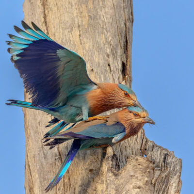 Two Indian Rollers perched together on a dead tree stub, the upper bird with wings spread displaying blue and chestnut plumage against a clear blue sky.