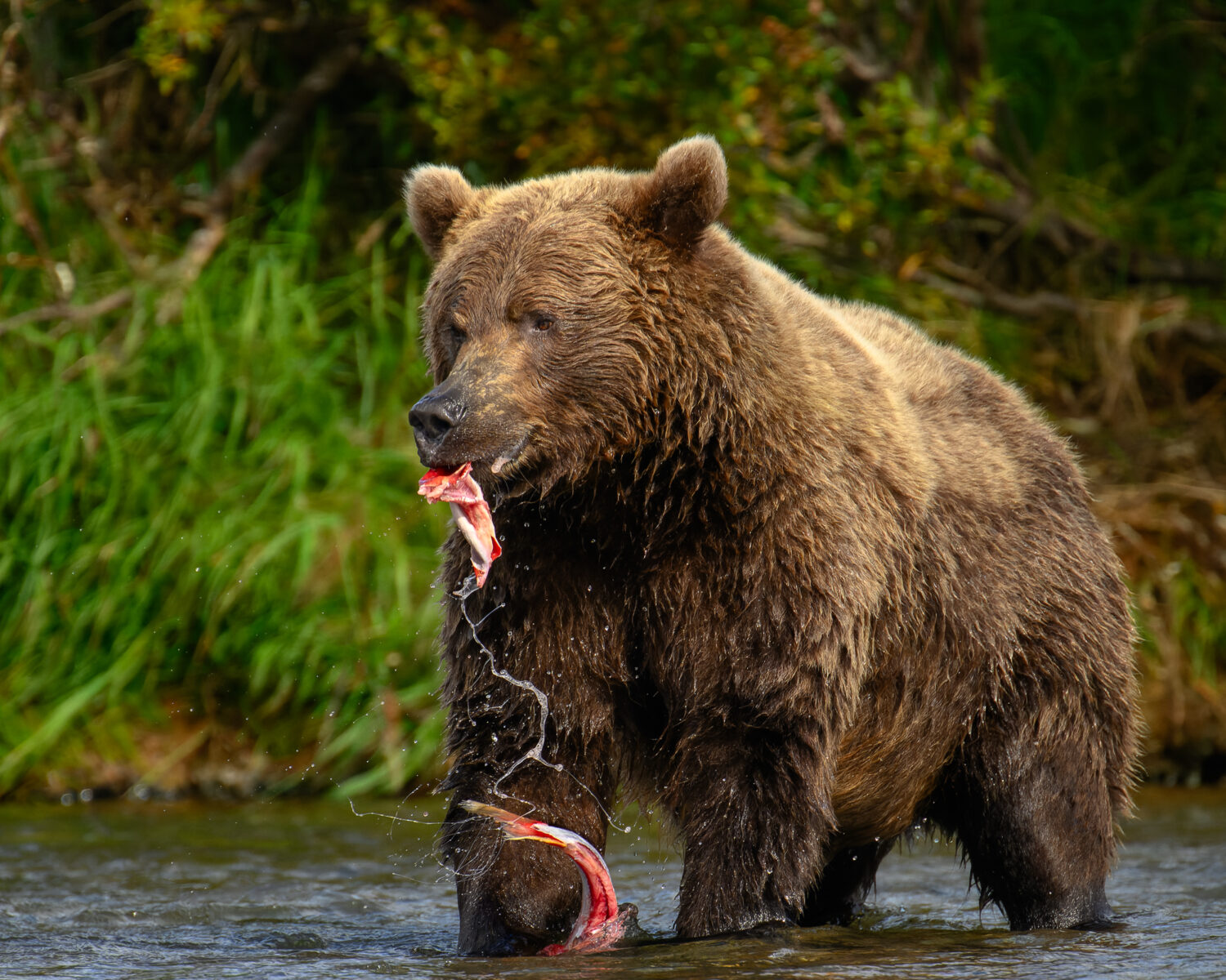 A brown grizzly bear standing in a shallow stream, holding a red salmon in its mouth, with wet fur and water splashing around it.