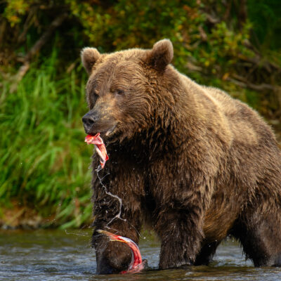 A brown grizzly bear standing in a shallow stream, holding a red salmon in its mouth, with wet fur and water splashing around it.