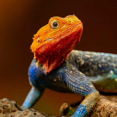 Dominant Male Red-headed Agama