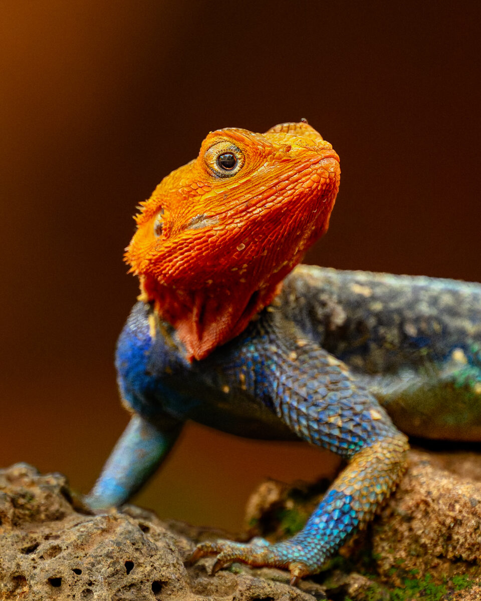 Dominant Male Red-headed Agama