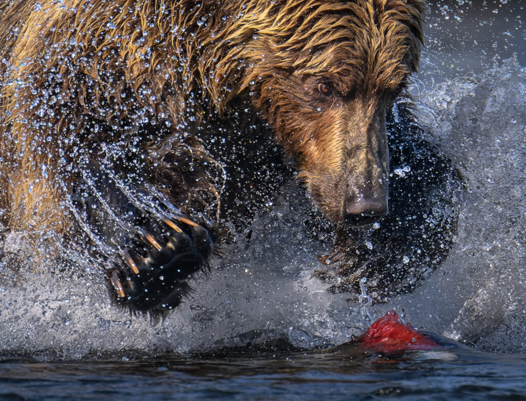 A brown grizzly bear runs through shallow water with water splashing around it, chasing salmon in an Alaskan stream.