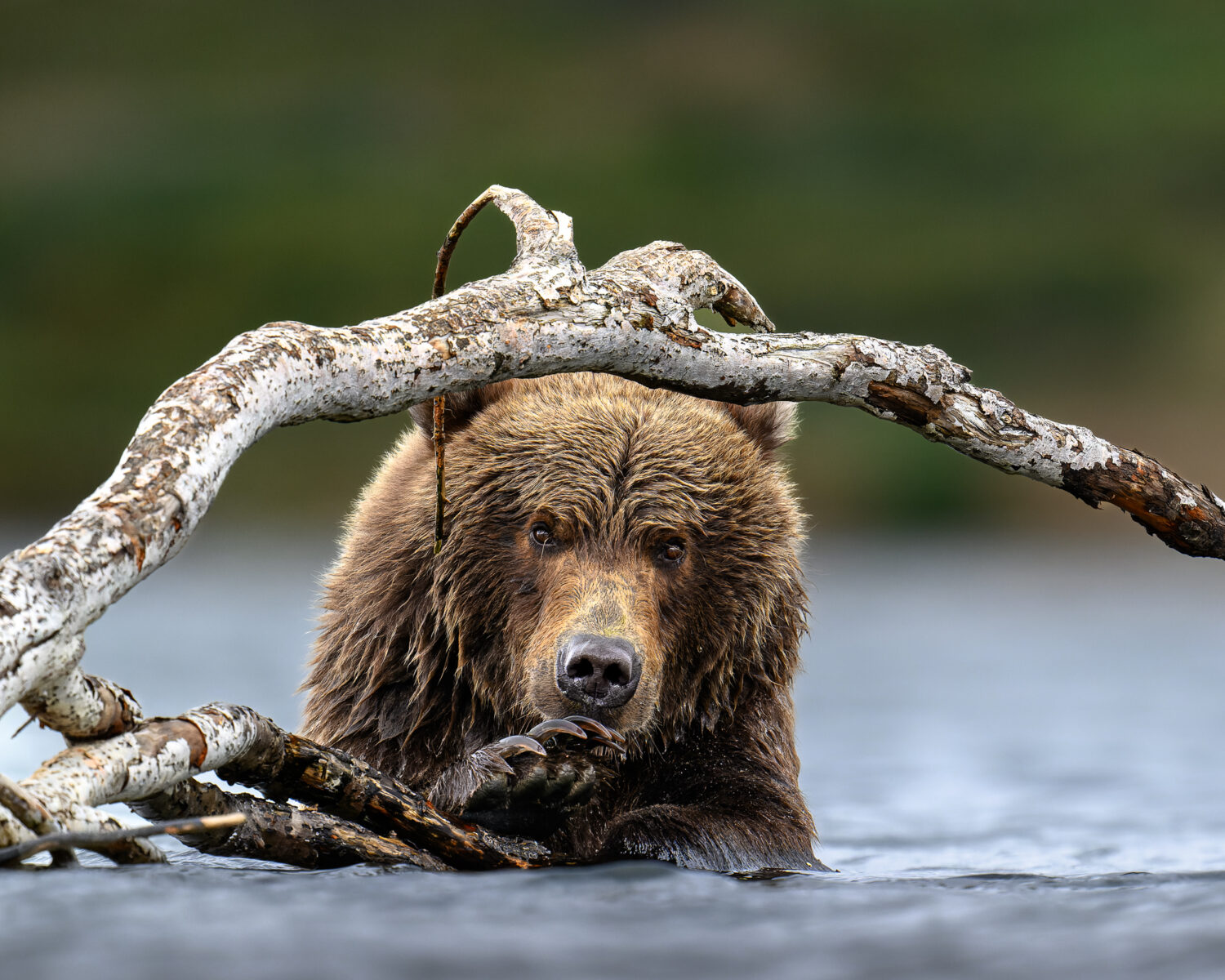 Grizzly Bear Playing in Shallow Water