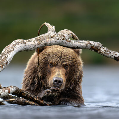 Grizzly Bear Playing in Shallow Water