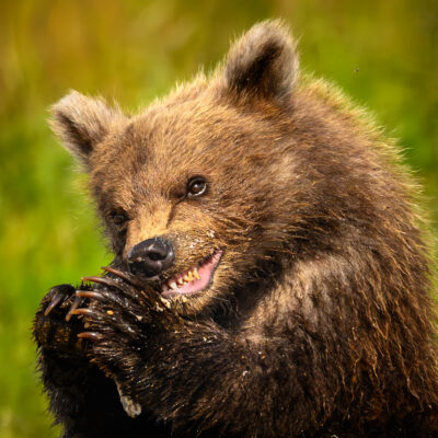 A young grizzly bear cub holds a dark salmon in its mouth against a blurred green background, photographed in golden afternoon light.