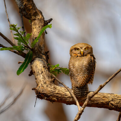 Jungle Owlet Perched and Alert