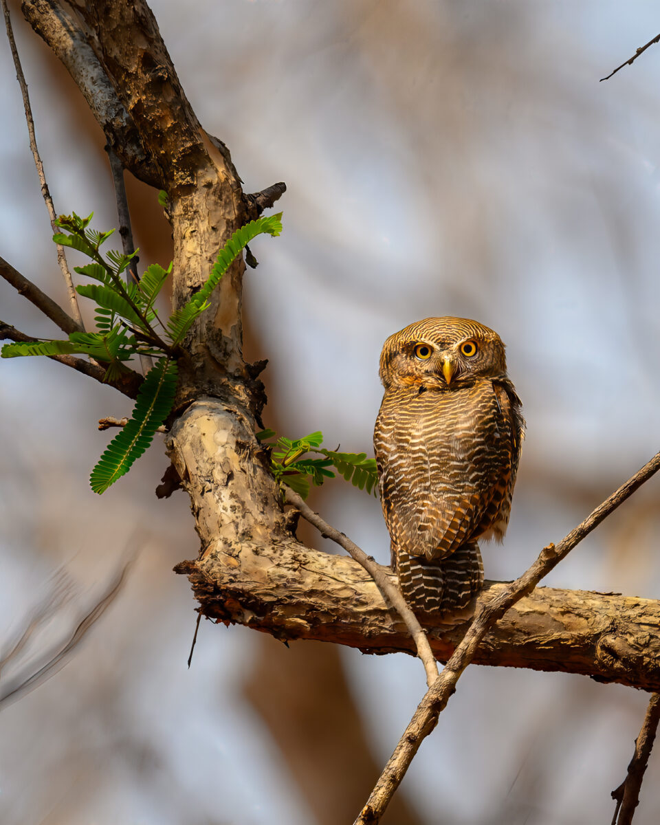 Jungle Owlet Perched and Alert