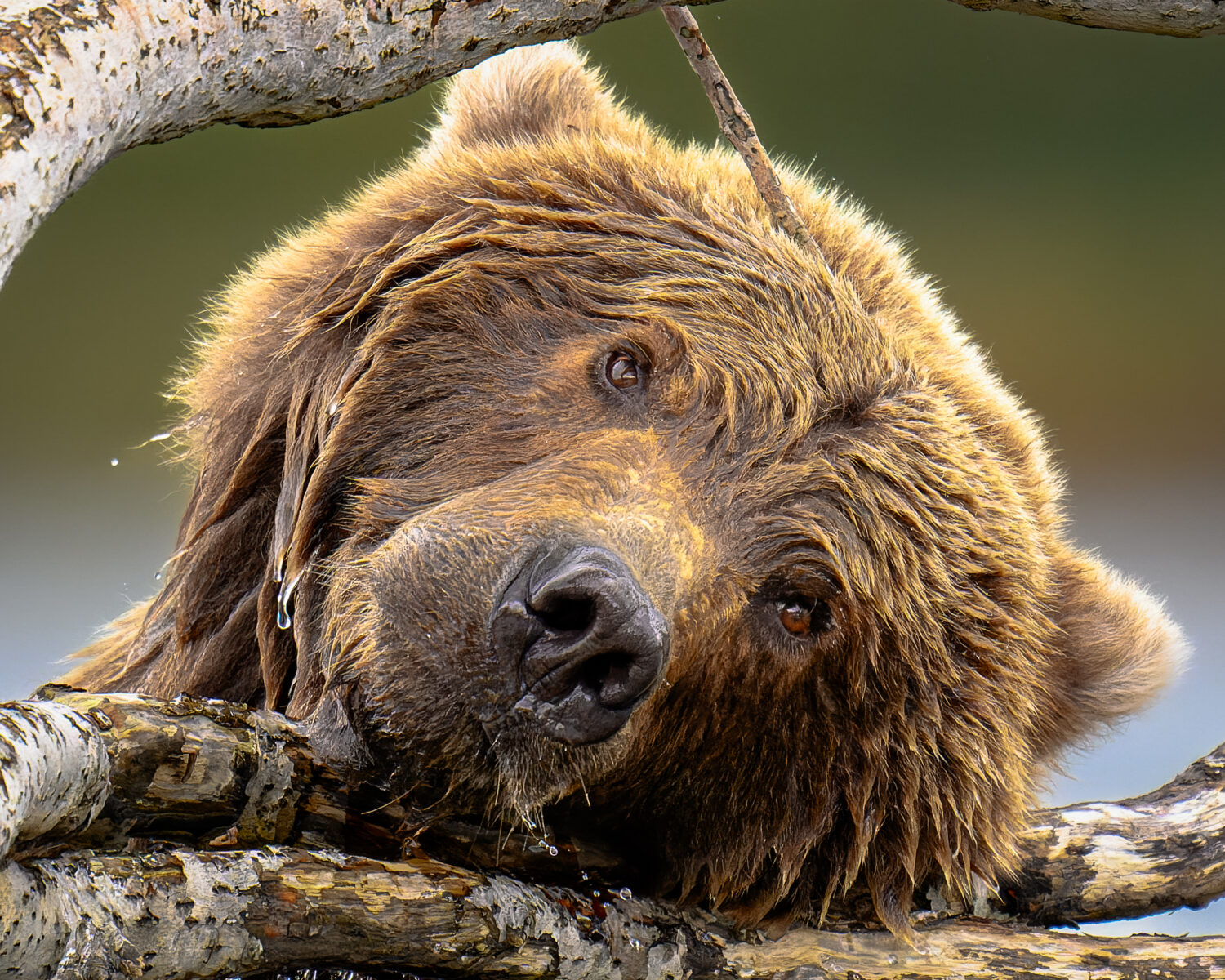 Look at me, I'm Adorable