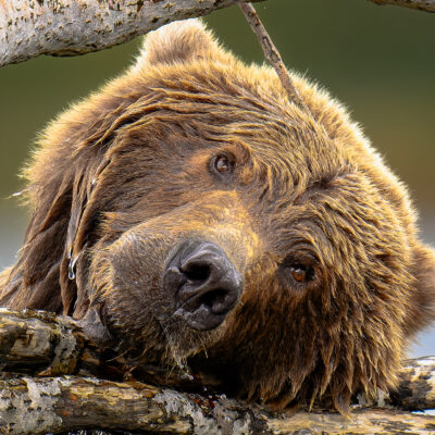 Look at me, I'm Adorable