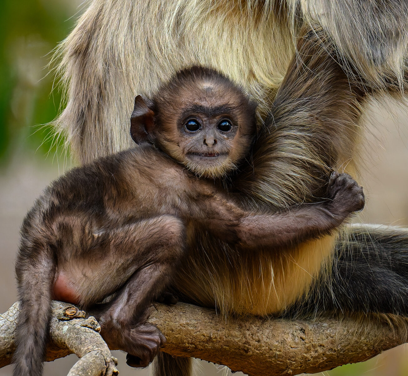 A tiny juvenile Hanuman langur nestled against an adult langur on a branch, looking directly at the camera with alert eyes.