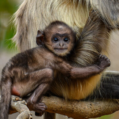 A tiny juvenile Hanuman langur nestled against an adult langur on a branch, looking directly at the camera with alert eyes.
