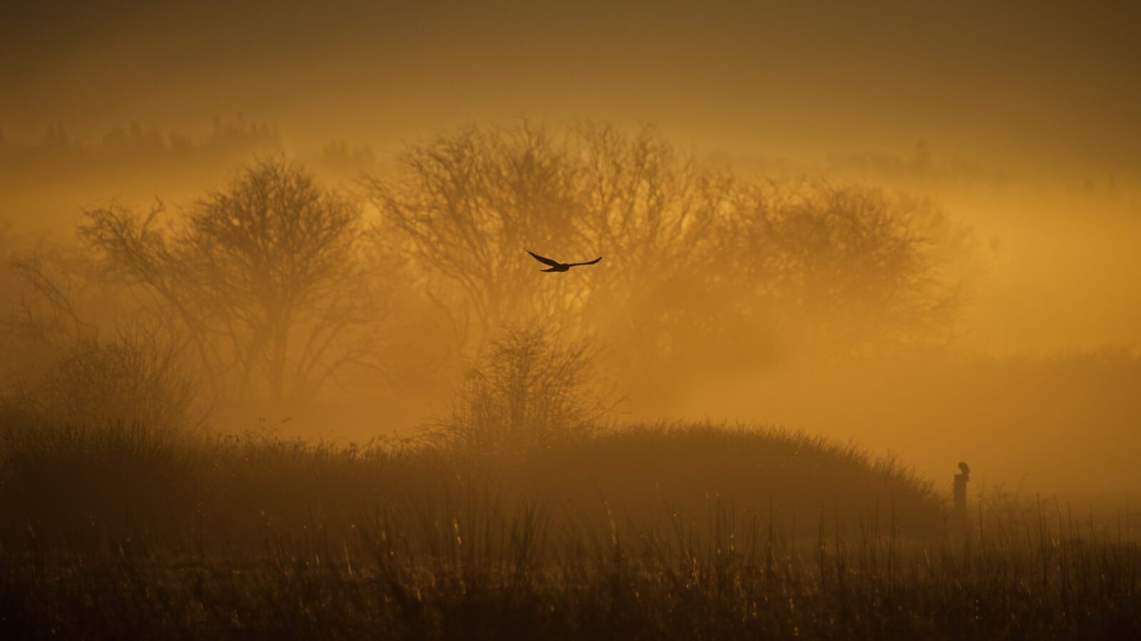 A Northern Harrier in flight silhouetted against a golden, fog-filled sky, flying low over frost-covered grassland with bare trees in the background.