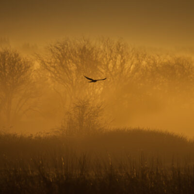 A Northern Harrier in flight silhouetted against a golden, fog-filled sky, flying low over frost-covered grassland with bare trees in the background.