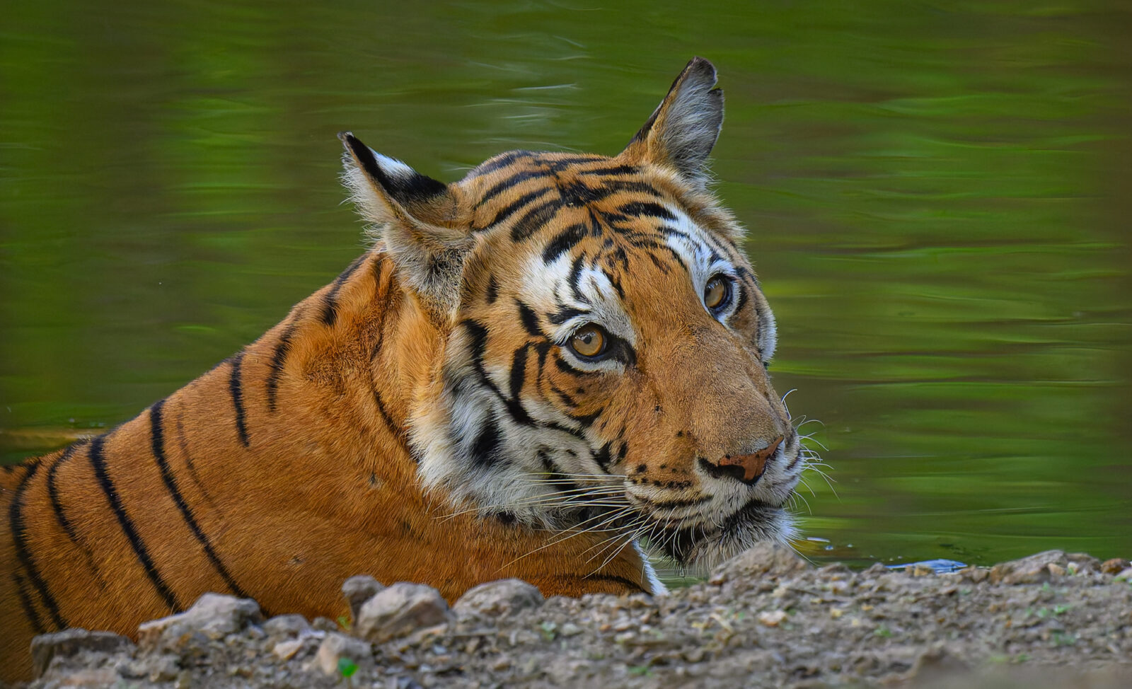Pausing at the Water's Edge