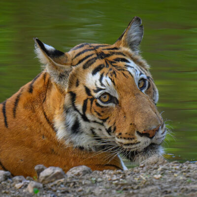 Pausing at the Water's Edge