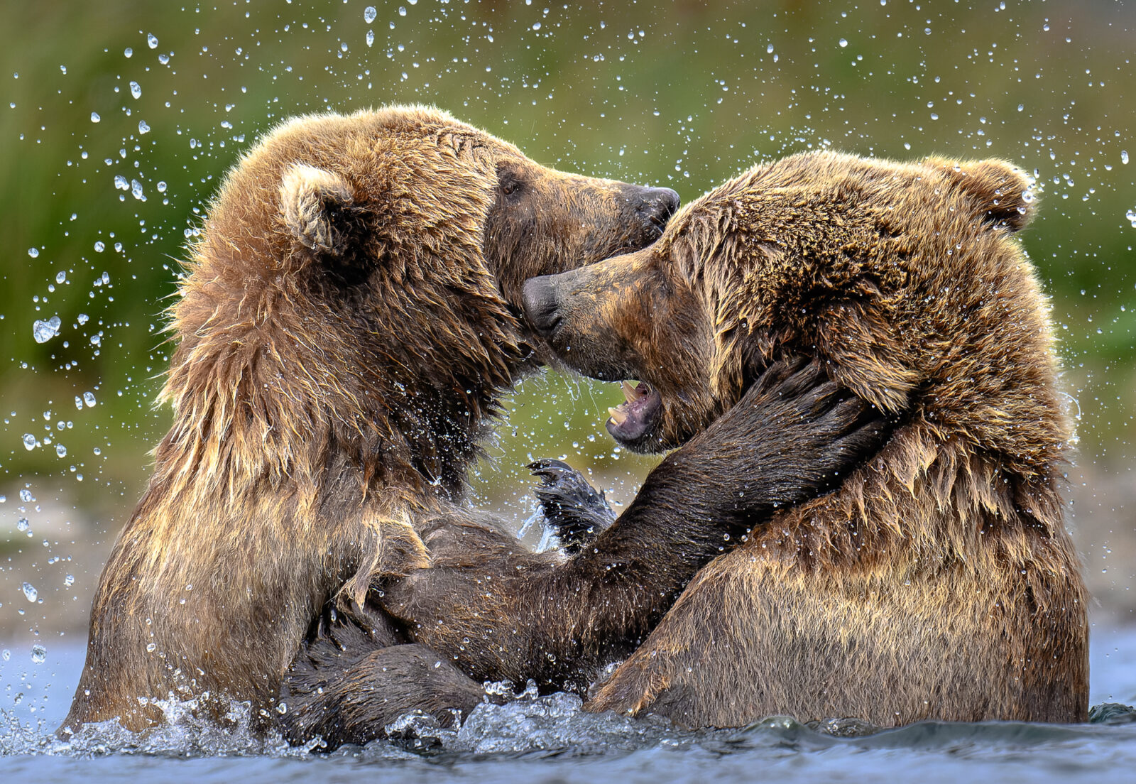 Two brown bears wrestling and splashing in shallow water with water droplets visible in the air around them.