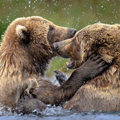 Two brown bears wrestling and splashing in shallow water with water droplets visible in the air around them.
