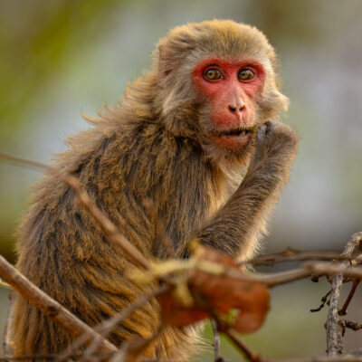 A rhesus monkey with a red face and gray-brown fur sits on a bare branch, looking directly at the camera with an alert expression.