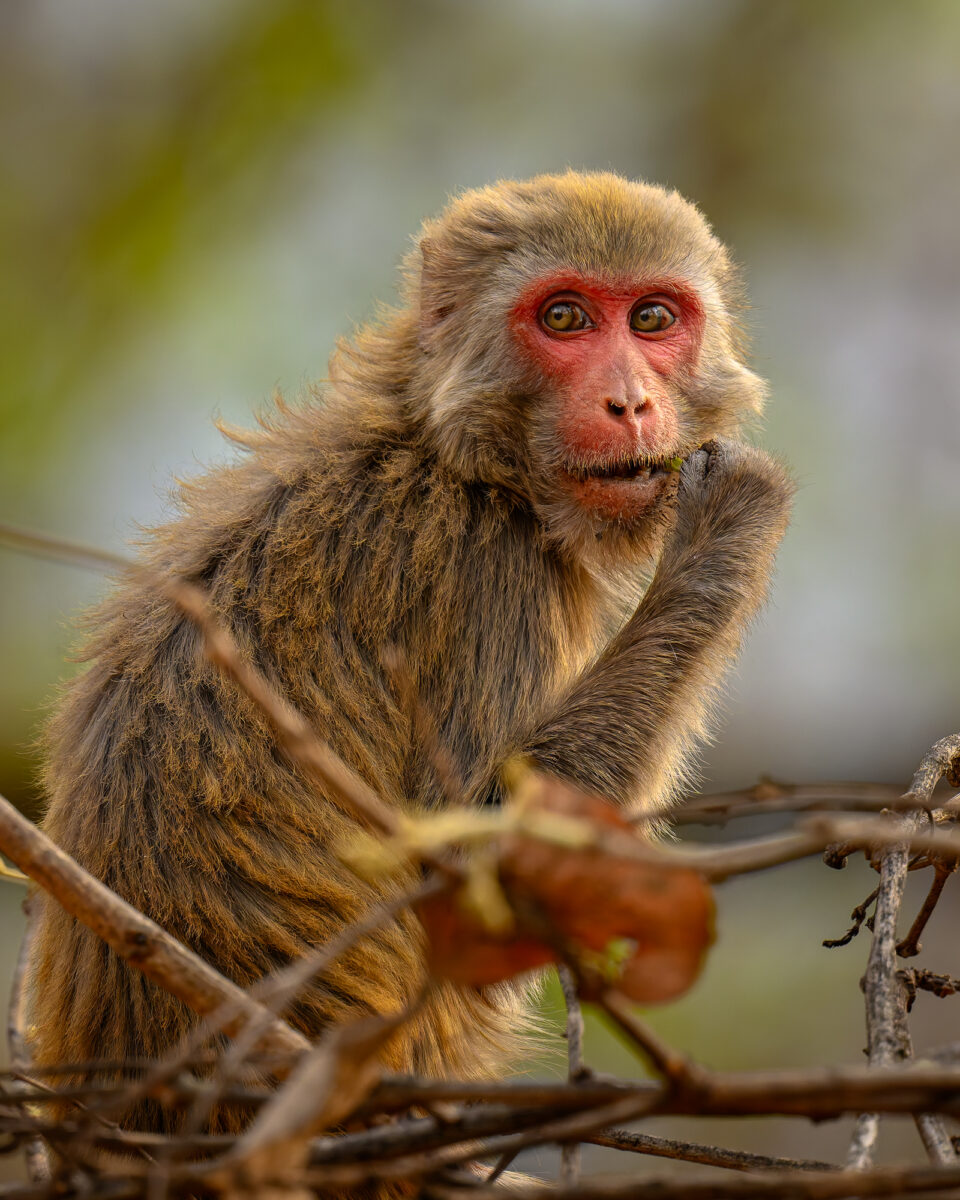 A rhesus monkey with a red face and gray-brown fur sits on a bare branch, looking directly at the camera with an alert expression.
