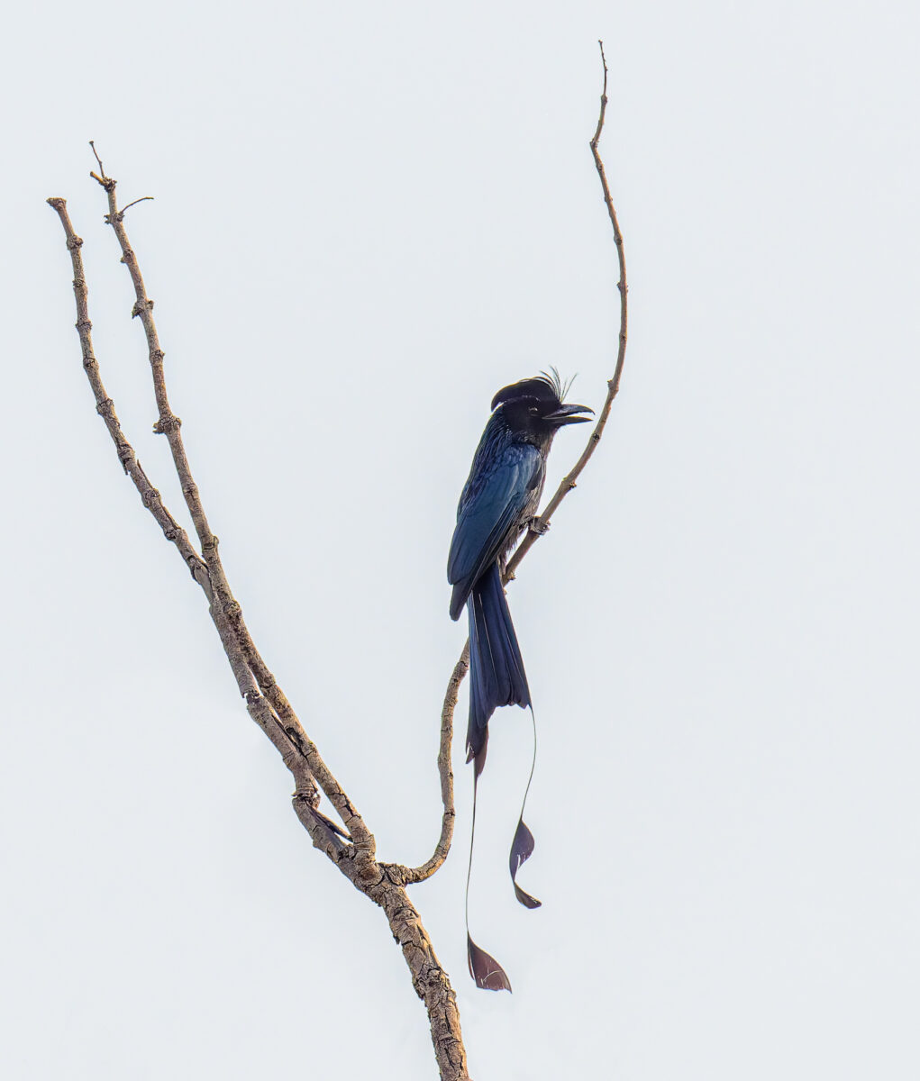 A blue-black bird with a prominent crest and long tail streamers perches on a curved branch against a pale sky, looking watchful.