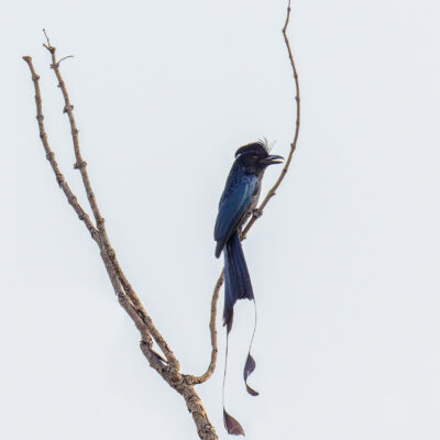 A blue-black bird with a prominent crest and long tail streamers perches on a curved branch against a pale sky, looking watchful.