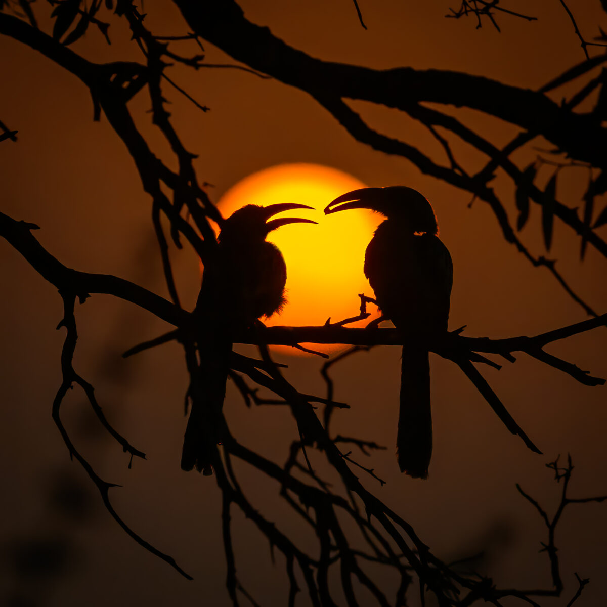 With This Seed, I Thee Wed