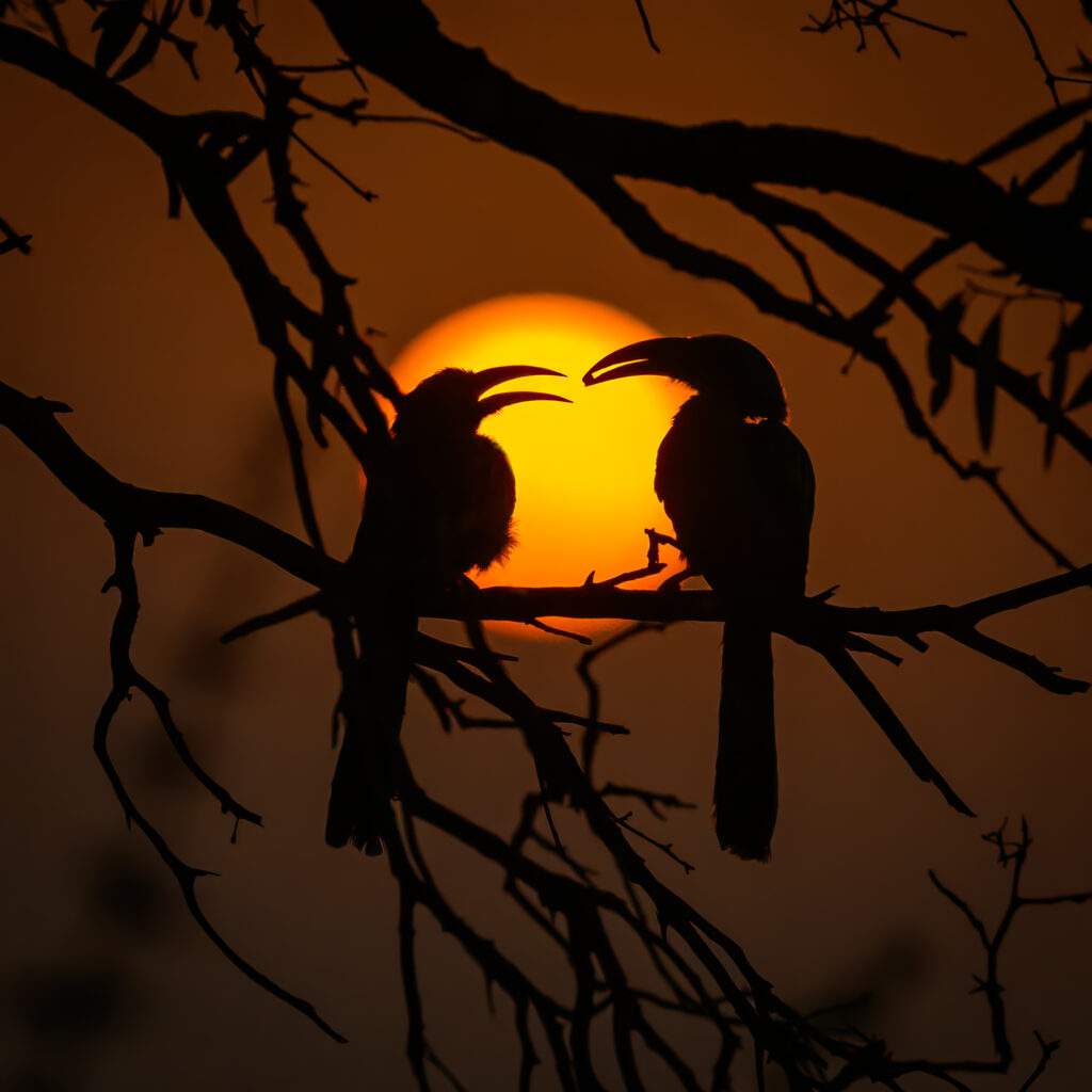 Two hornbills with long curved bills sit side by side on a bare branch, backlit by a bright orange sunrise, with bare tree branches visible above them against a golden sky.