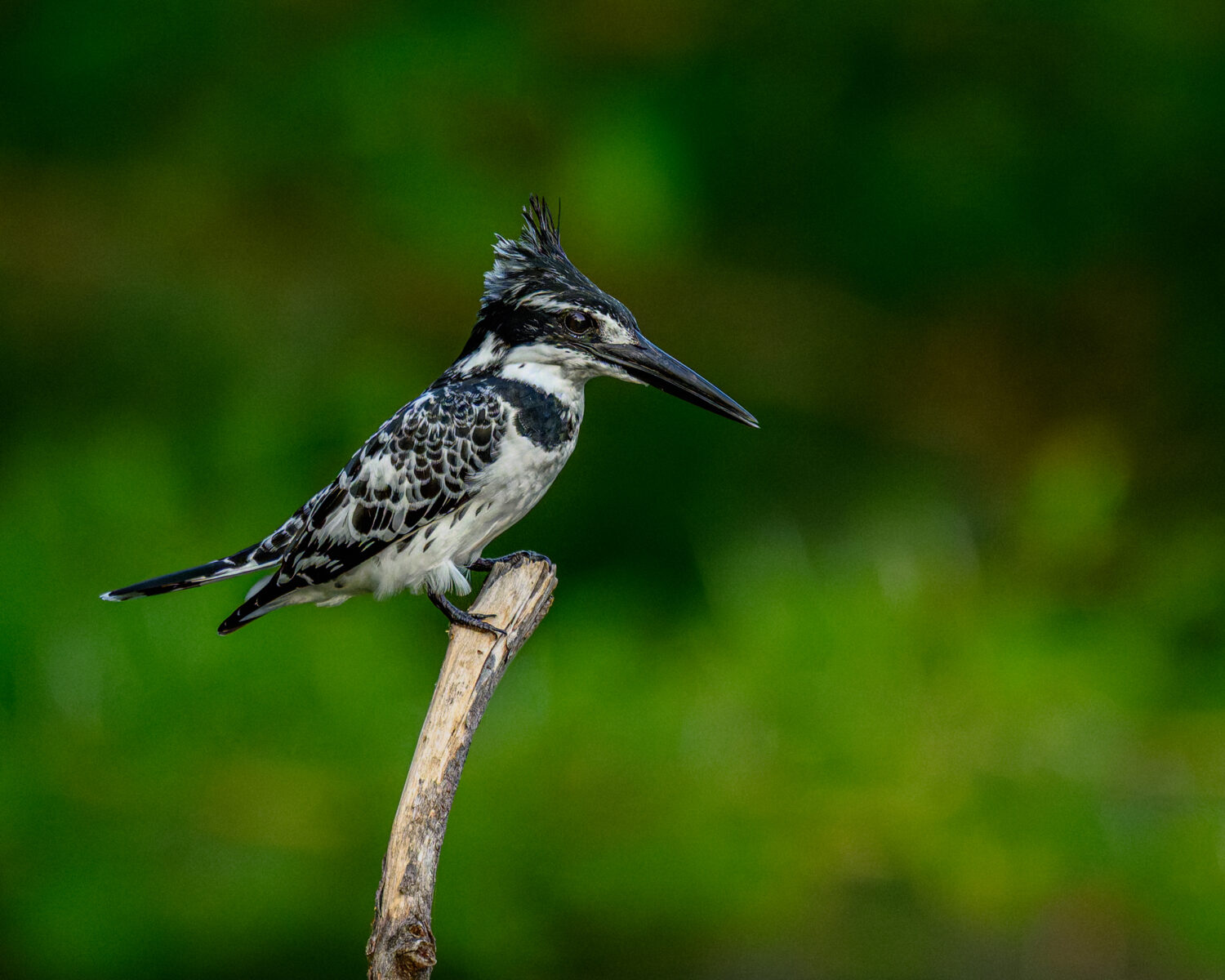 An adult Pied Kingfisher (Ceryle rudis) perches on a branch in Tsavo West National Park, watching for fish in the waters below during the midday heat. © 2025 Chris Smith. All rights reserved.