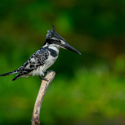 An adult Pied Kingfisher (Ceryle rudis) perches on a branch in Tsavo West National Park, watching for fish in the waters below during the midday heat. © 2025 Chris Smith. All rights reserved.