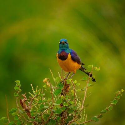 A Golden-breasted Starling perches on a low shrub and looks directly at the camera in the savanna landscape of Tsavo East National Park, Kenya.