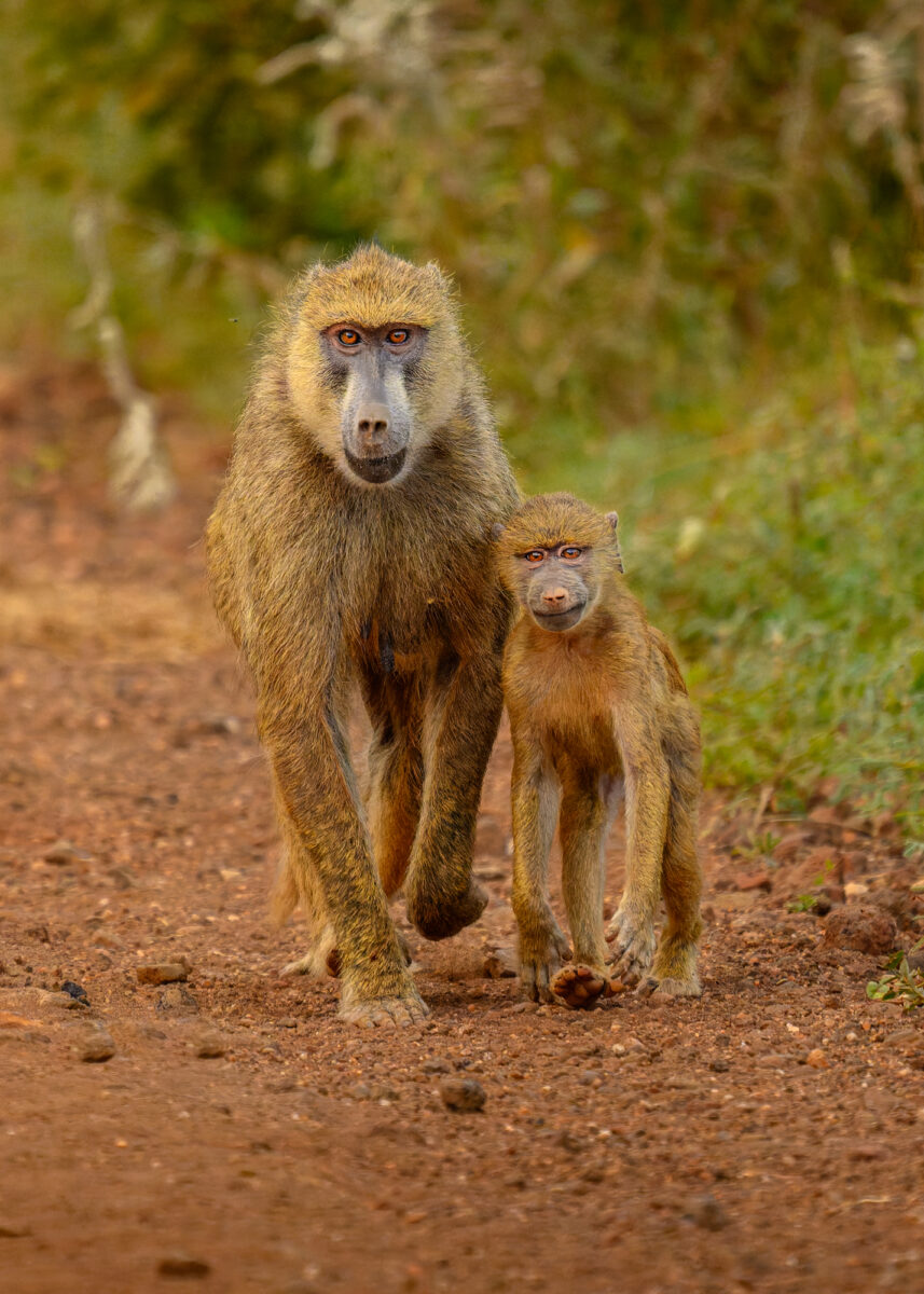 A young Yellow Baboon walks along a path with his mother