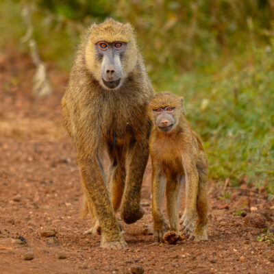 A young yellow baboon walks along a dirt path beside its mother in midday sunlight.
