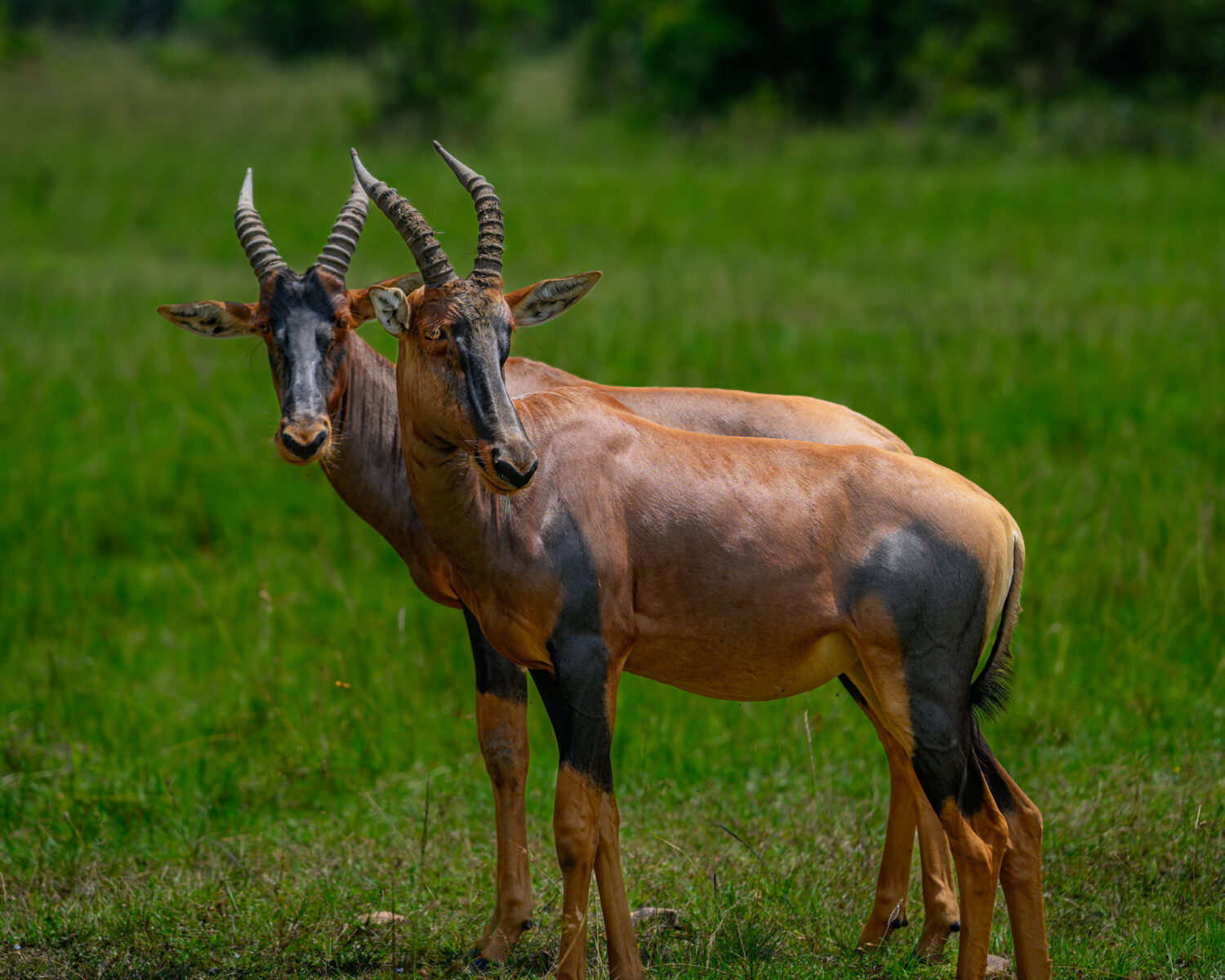 An adult topi stands in grassland at night in the Masai Mara, Kenya.