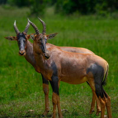An adult topi stands in grassland at night in the Masai Mara, Kenya.