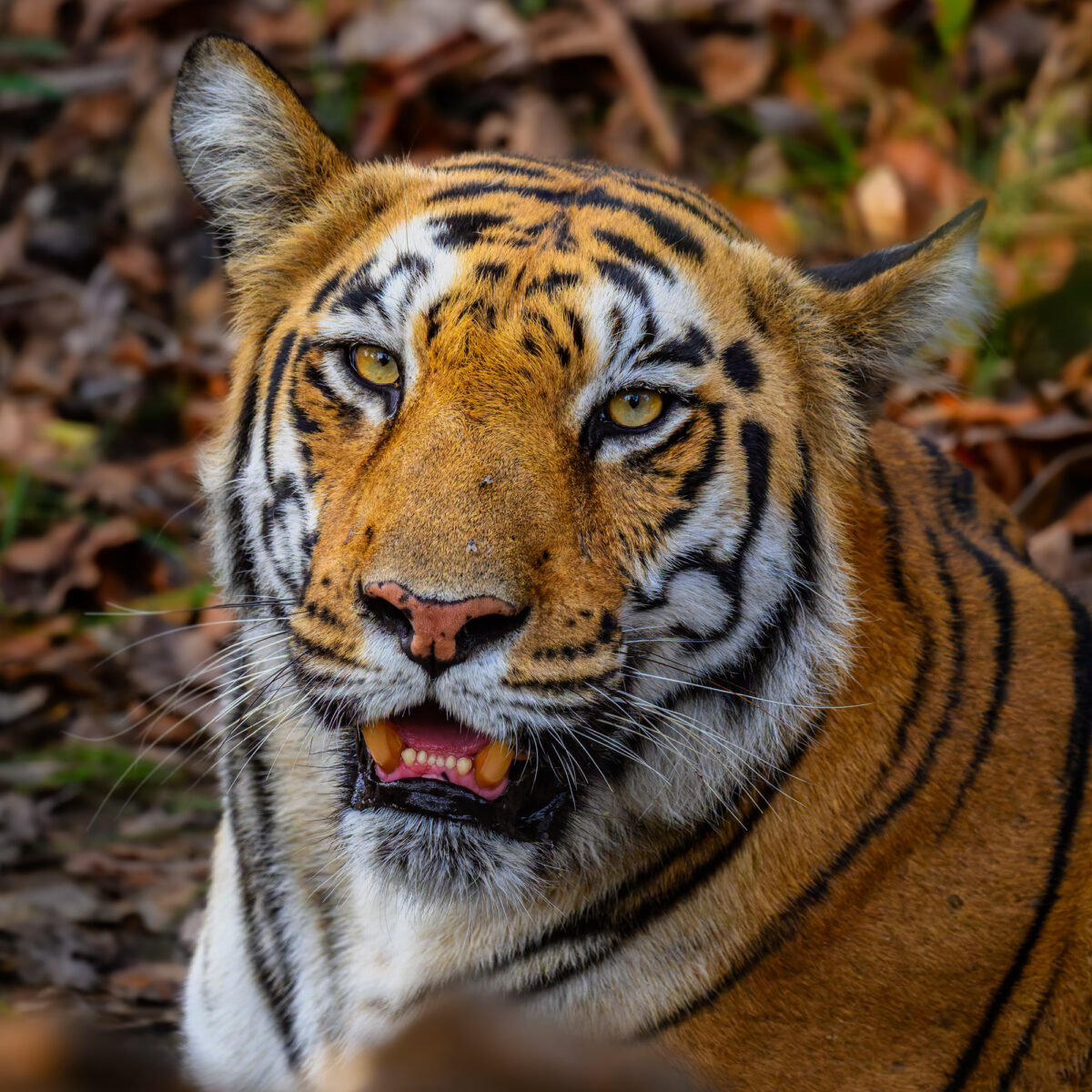 A subadult tiger walking through dry deciduous forest in golden hour light.