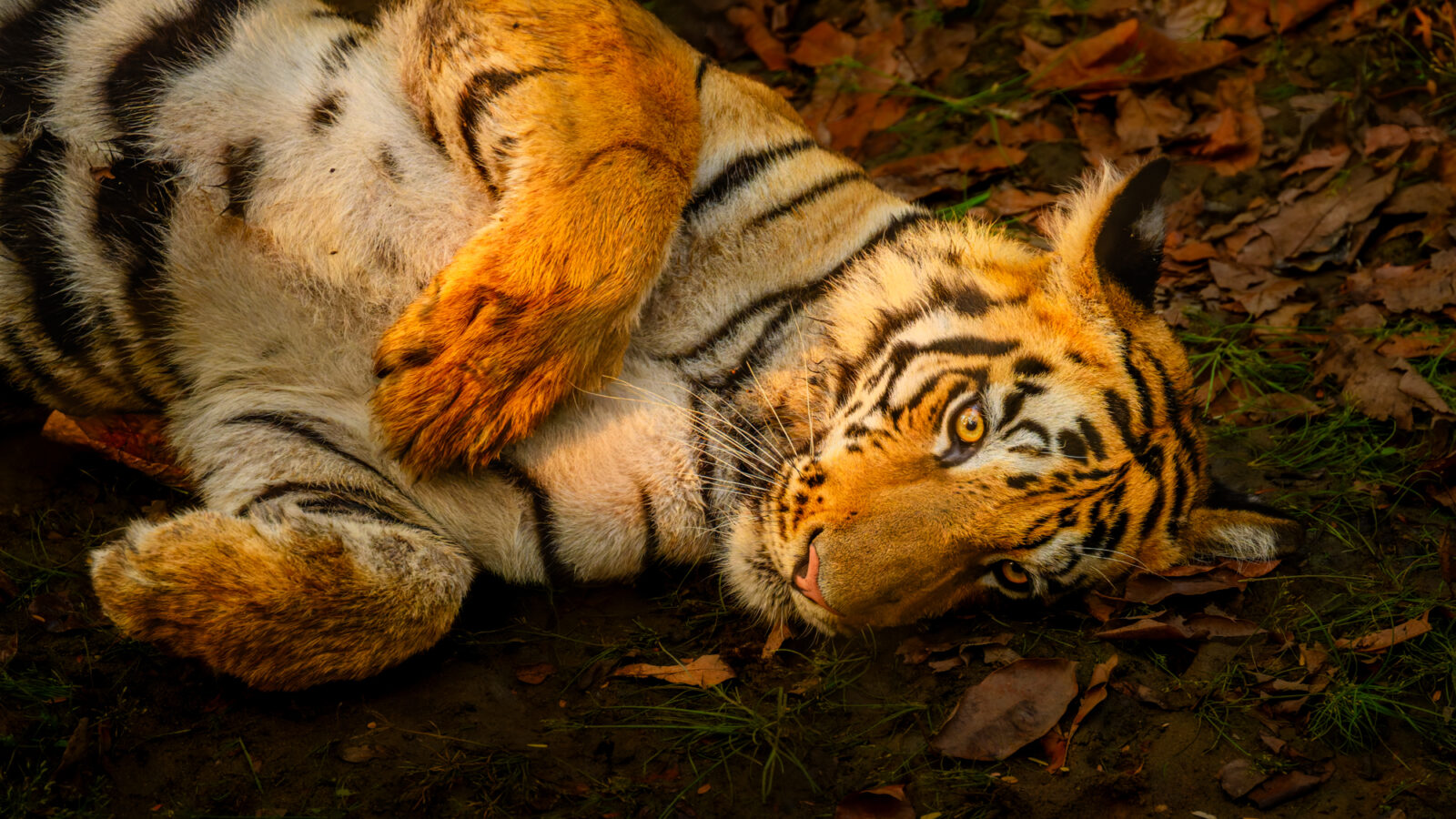 A subadult tiger rests on the ground in a dry forest setting with golden light filtering through the trees.