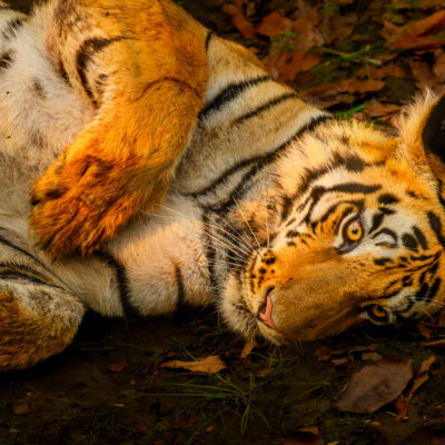A subadult tiger rests on the ground in a dry forest setting with golden light filtering through the trees.