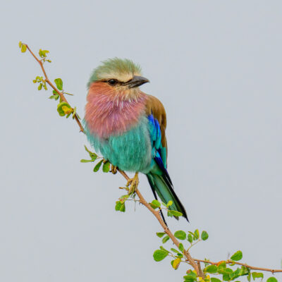 A Lilac-breasted Roller (Coracias caudatus) rests on a leafy branch in Tsavo West National Park, Kenya, its pastel plumage contrasting softly against the midday sky. © 2025 Chris Smith. All rights res