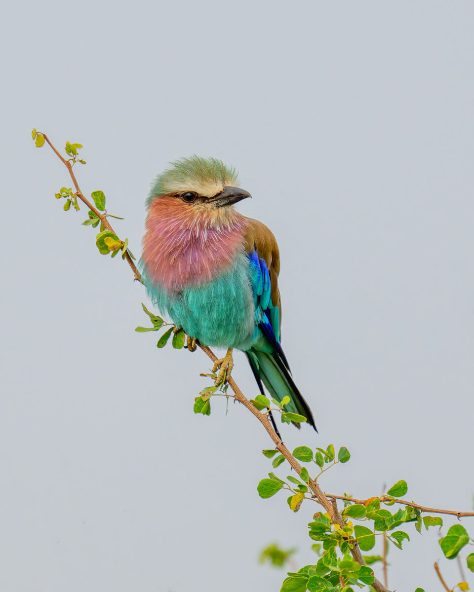 A Lilac-breasted Roller (Coracias caudatus) rests on a leafy branch in Tsavo West National Park, Kenya, its pastel plumage contrasting softly against the midday sky. © 2025 Chris Smith. All rights res