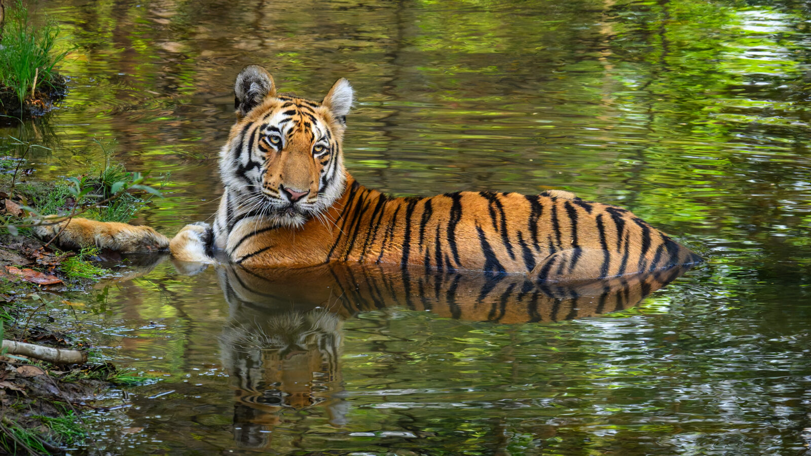 A subadult tiger rests half-submerged in a forest stream, cooling off after feeding in dry deciduous forest.